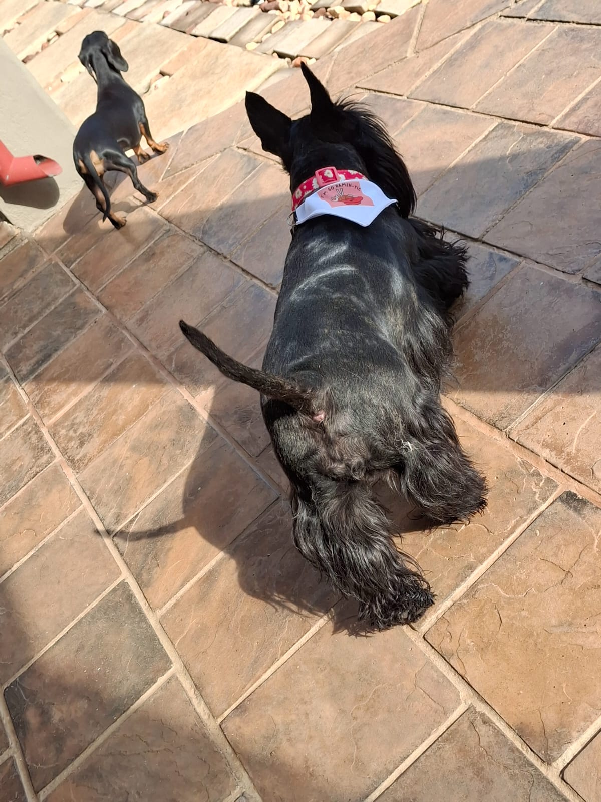 Custom Personalized Pet Bandana with Adjustable Collar by Daisy's Printing